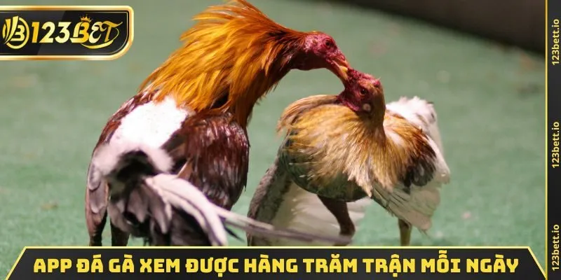 App đá gà xem được hàng trăm trận mỗi ngày