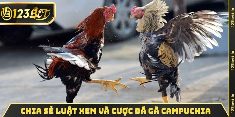 Chia sẻ luật xem và cược đá gà Campuchia