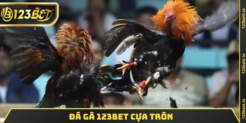 ĐÁ GÀ 123BET cựa tròn