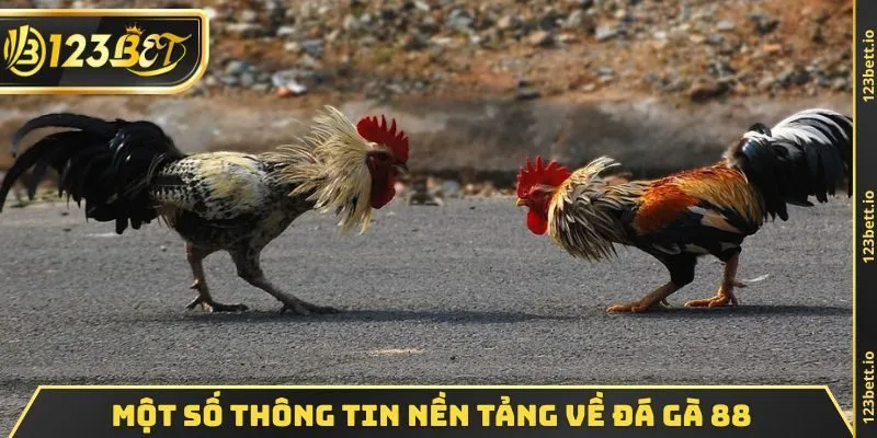 Một số thông tin nền tảng về đá gà 88