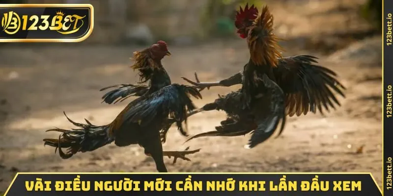 Vài điều người mới cần nhớ khi lần đầu xem